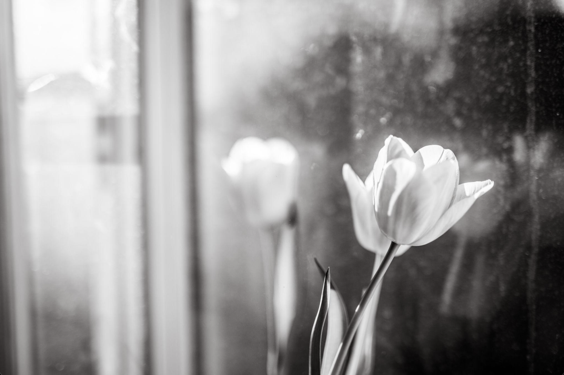 Tulip in natural light